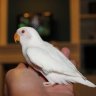 Albino44